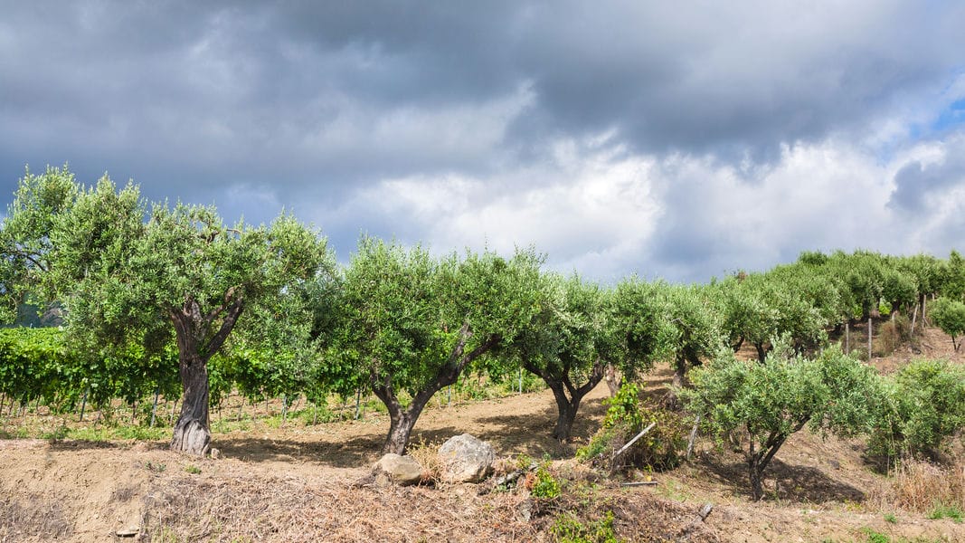 agricultural tourism in Italy - olive trees in garden in Etna region of Sicily